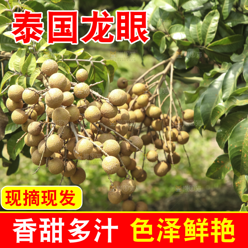 树上的新鲜龙眼