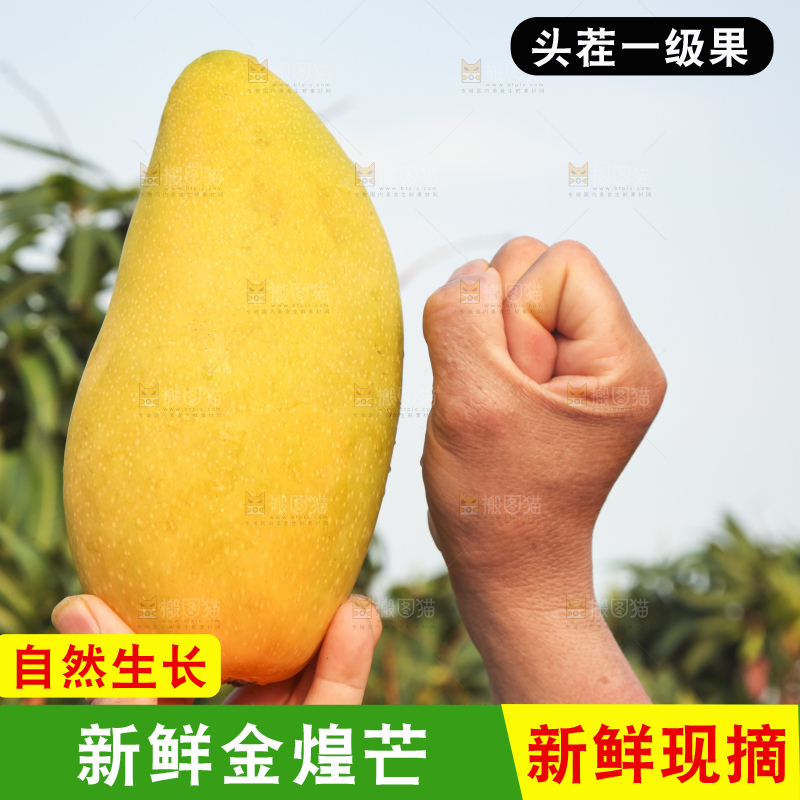 手里拿着金煌芒