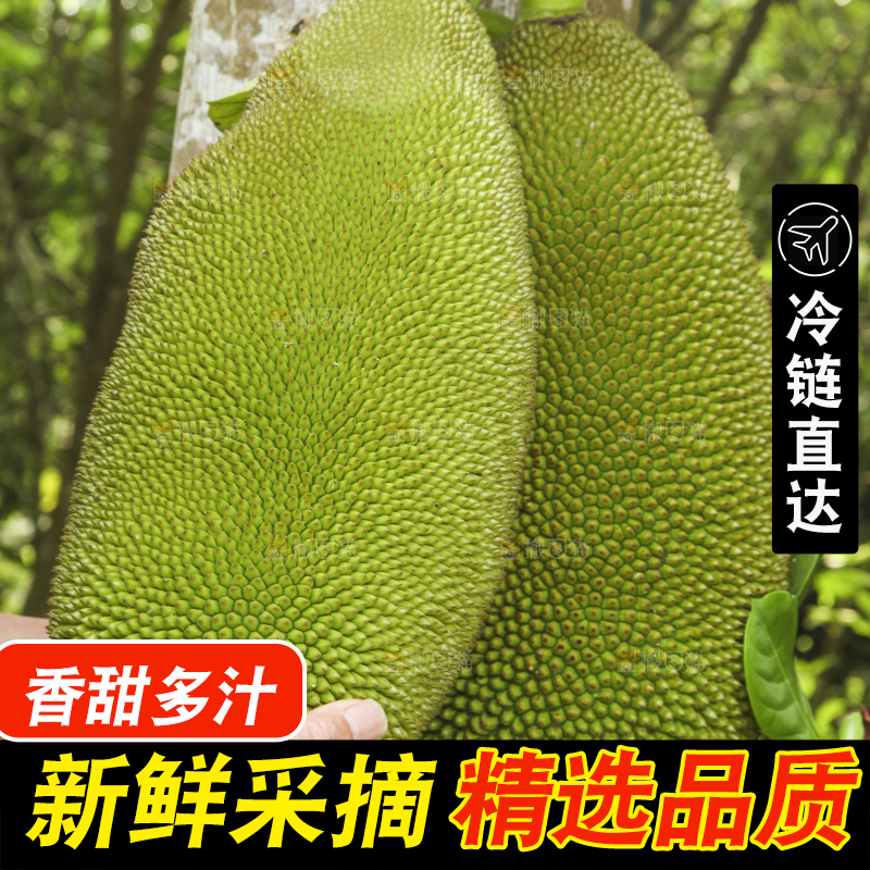 树上的新鲜菠萝蜜