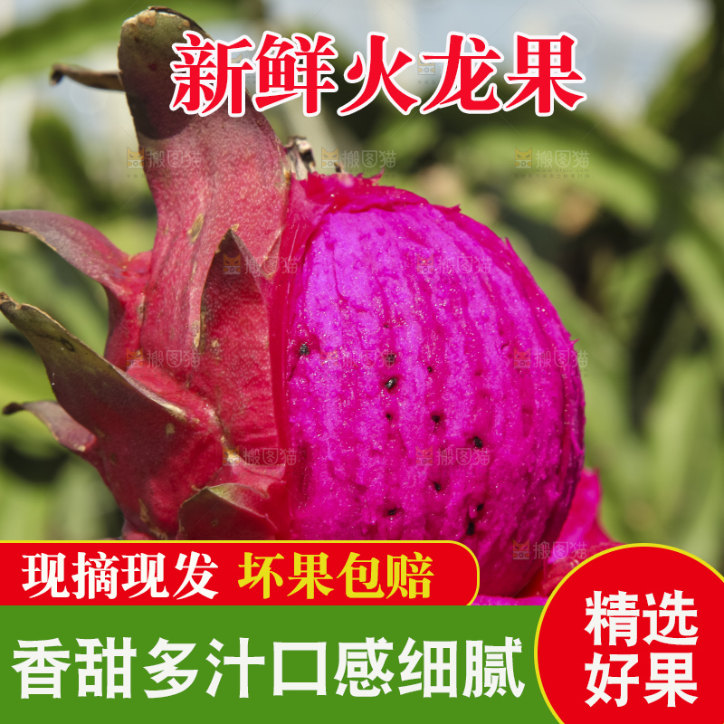 火龙果产地