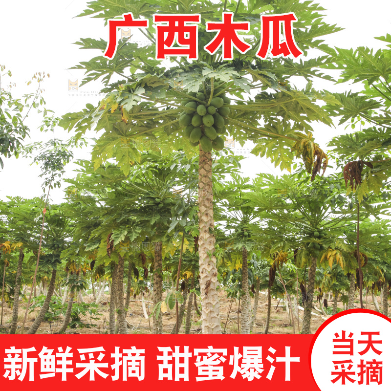 树上的木瓜