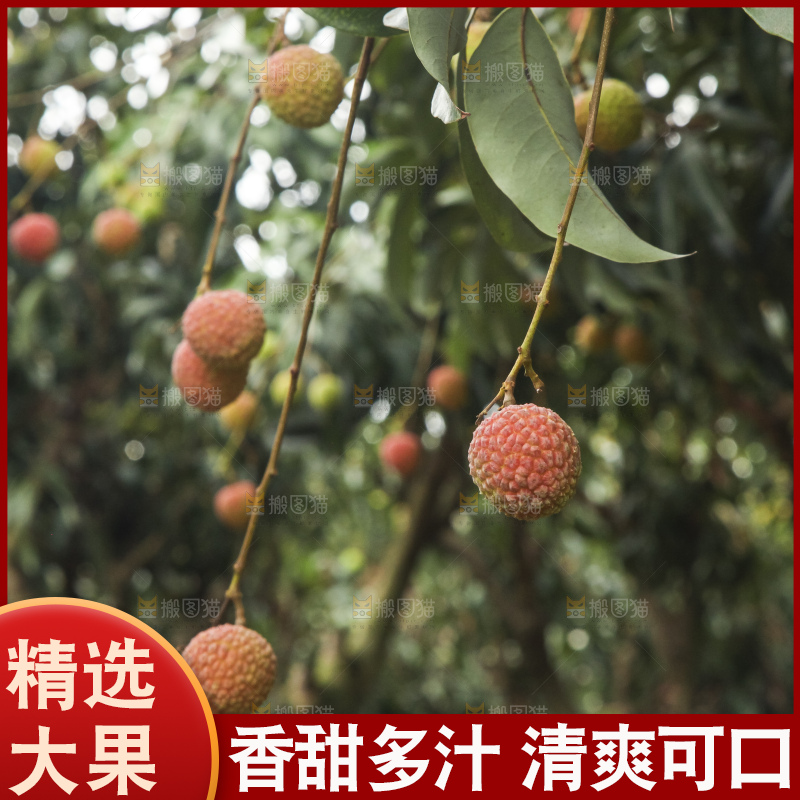 树上的荔枝