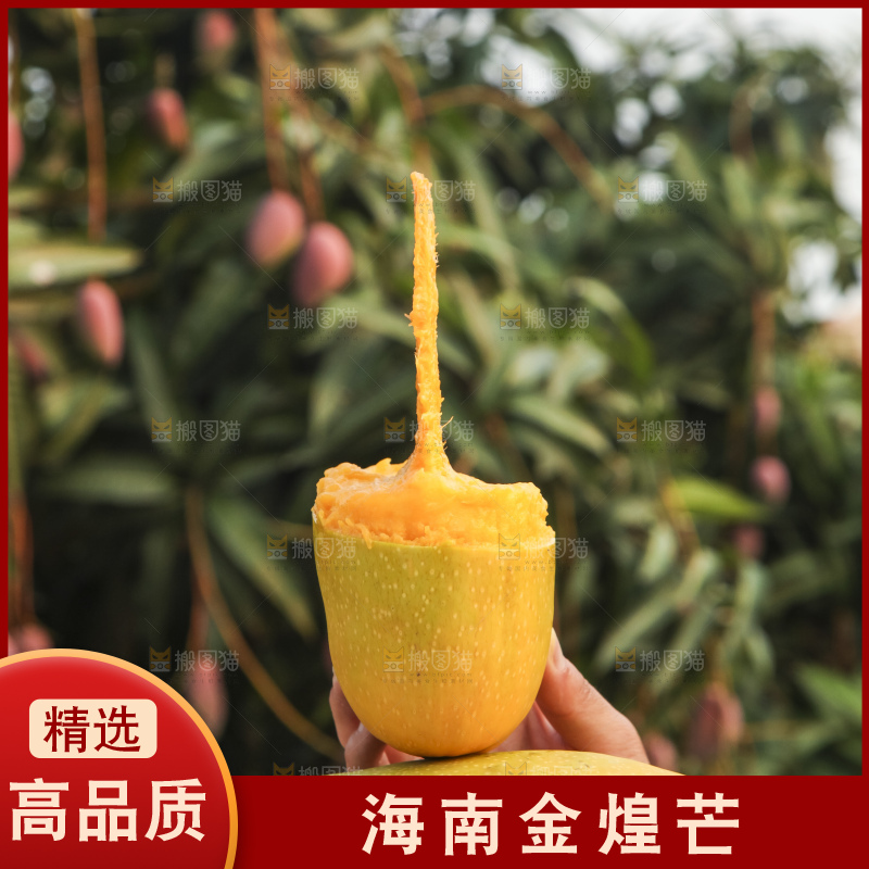 手里拿着金煌芒