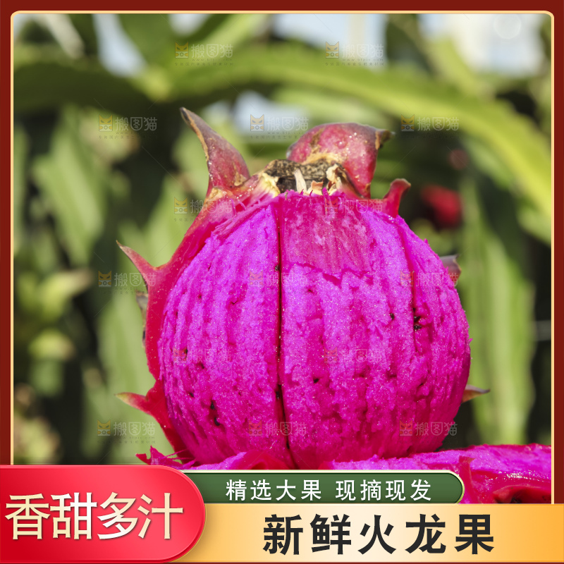 火龙果产地