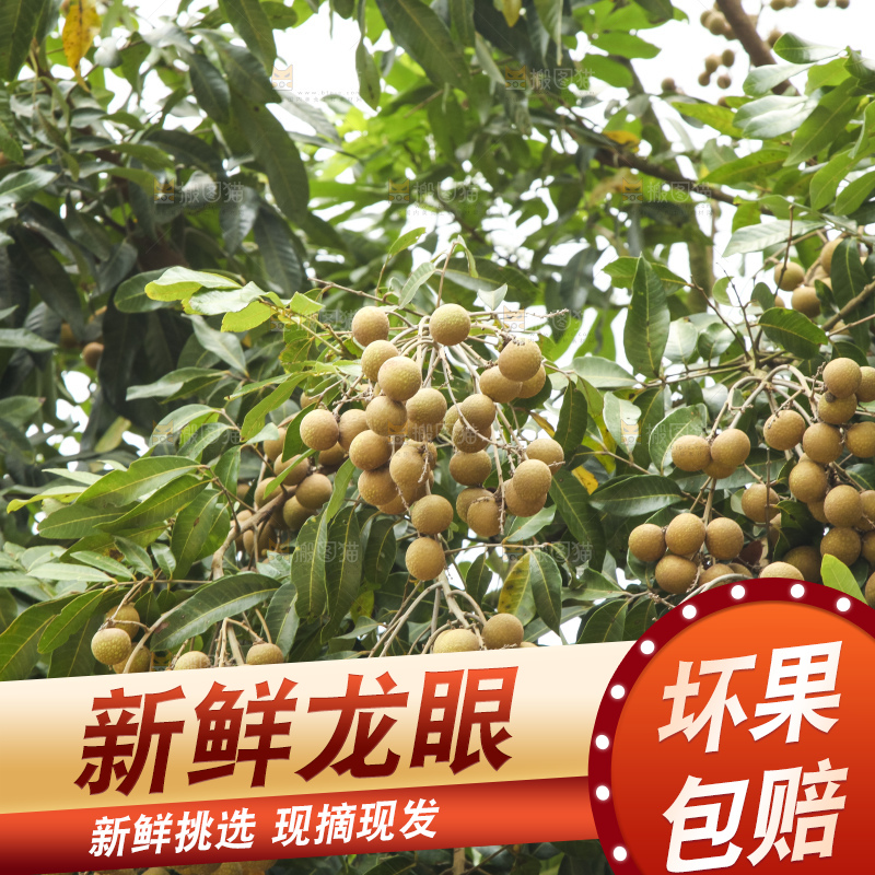 树上的新鲜龙眼