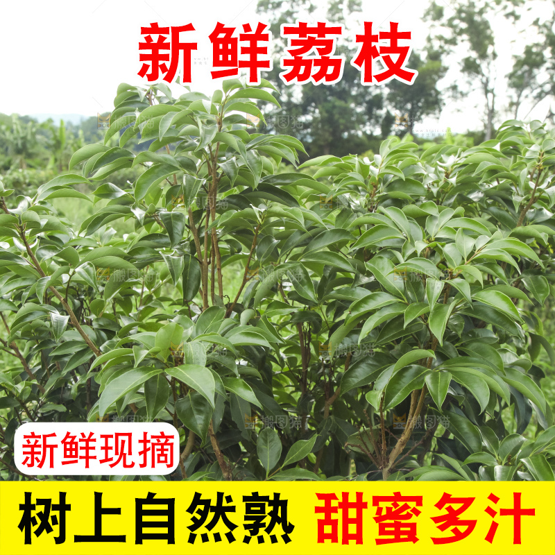 树上的荔枝