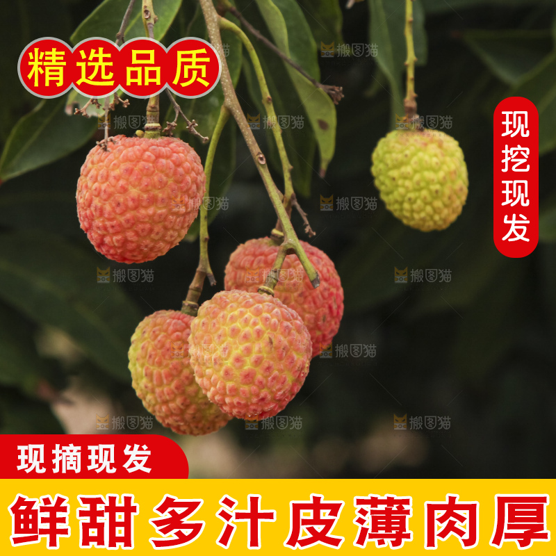 树上的荔枝