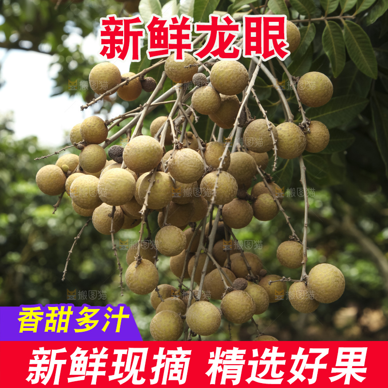 树上的新鲜龙眼