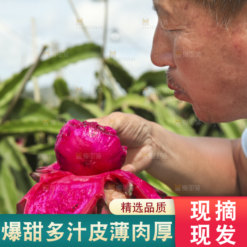 火龙果产地