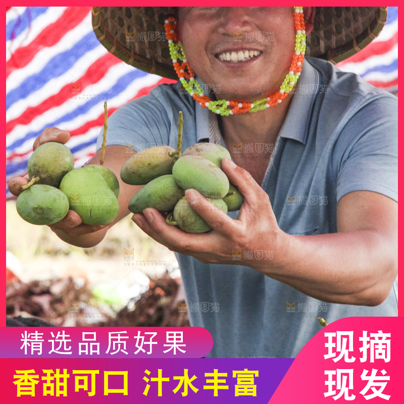 树上的小台芒
