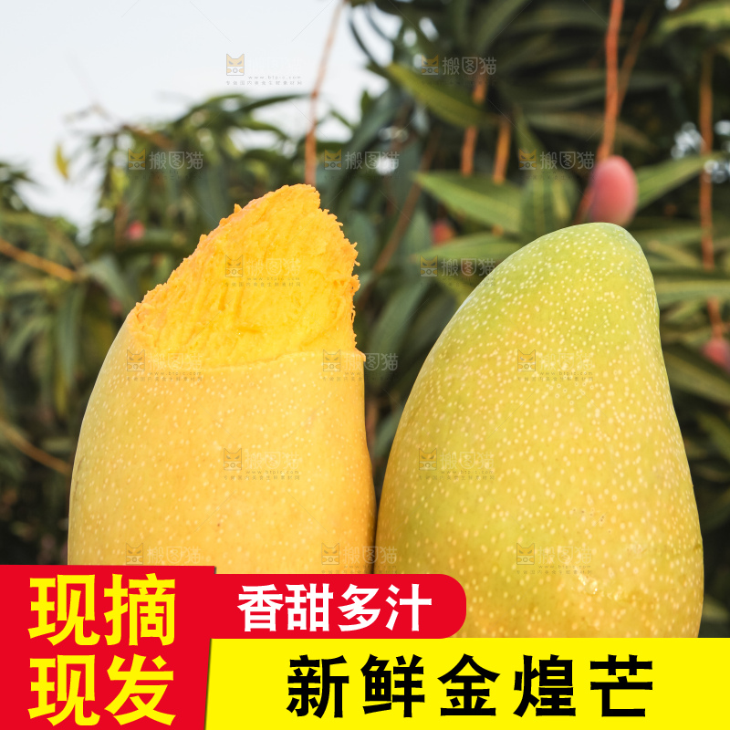 手里拿着金煌芒
