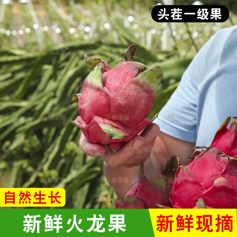 火龙果产地