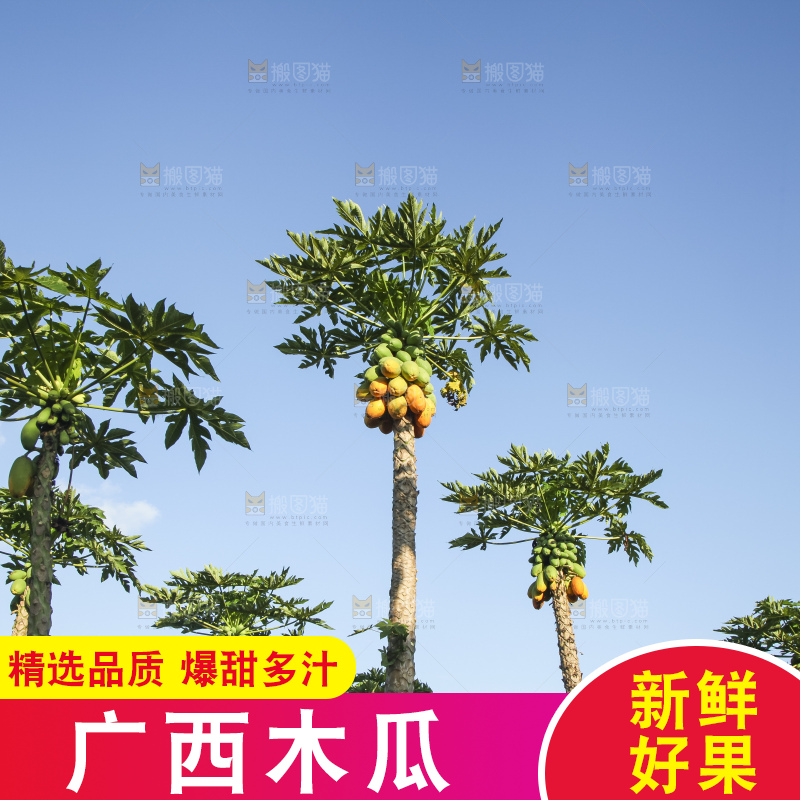 树上的木瓜