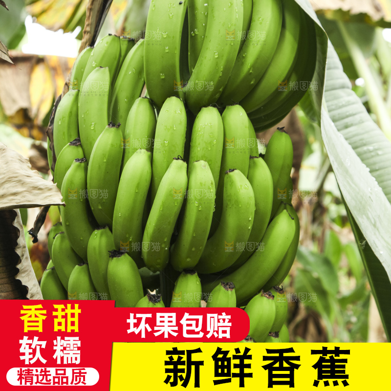 树上的新鲜香蕉