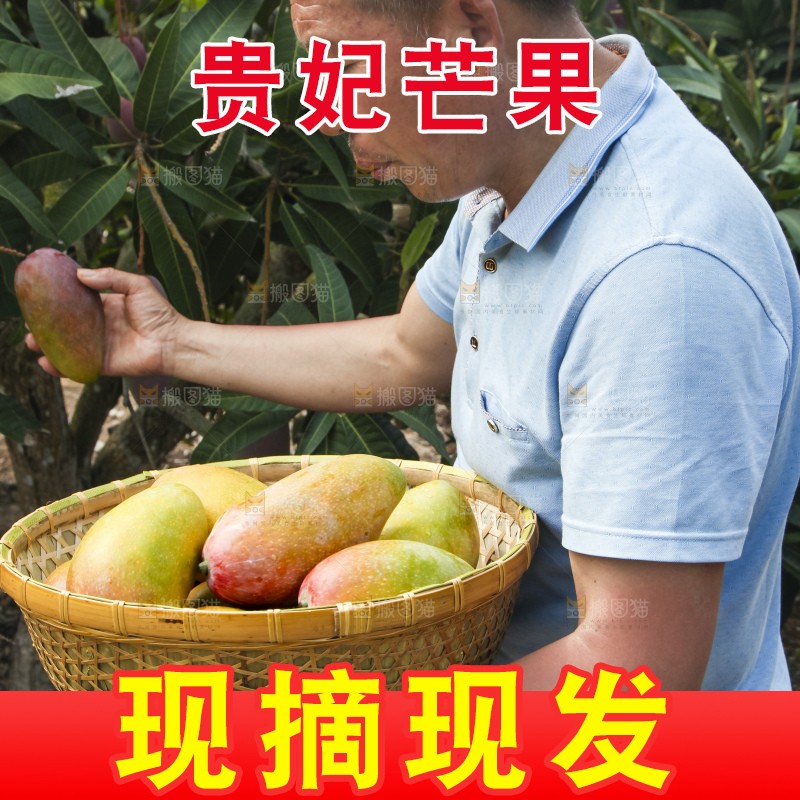 树上的新鲜芒果