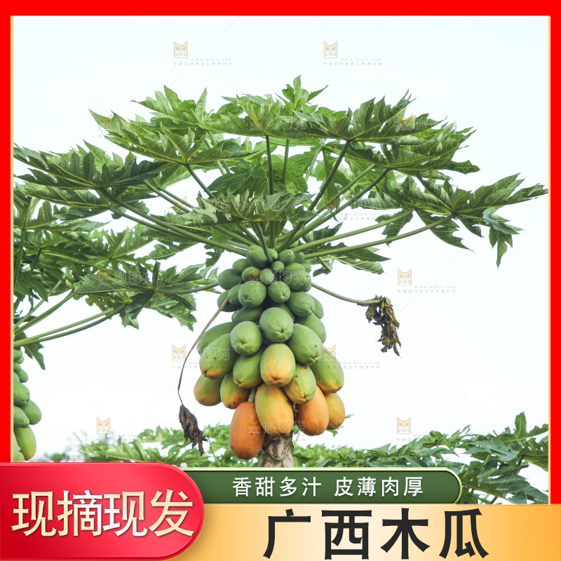 树上的木瓜