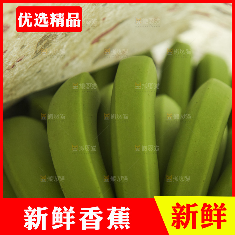 树上的新鲜香蕉