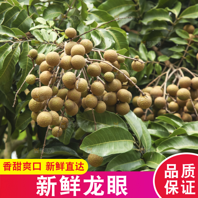 树上的新鲜龙眼