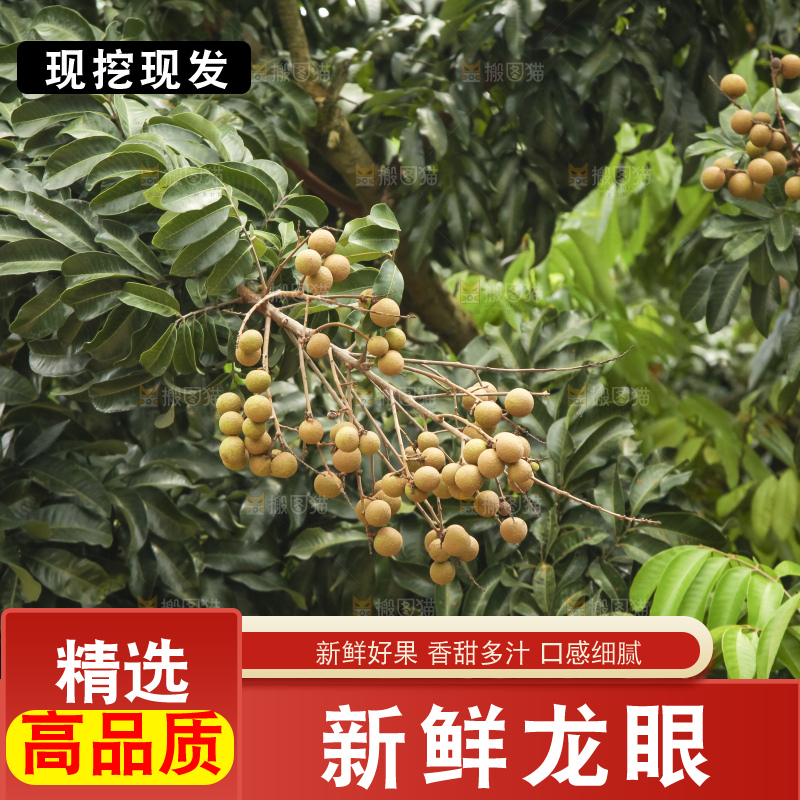 树上的新鲜龙眼