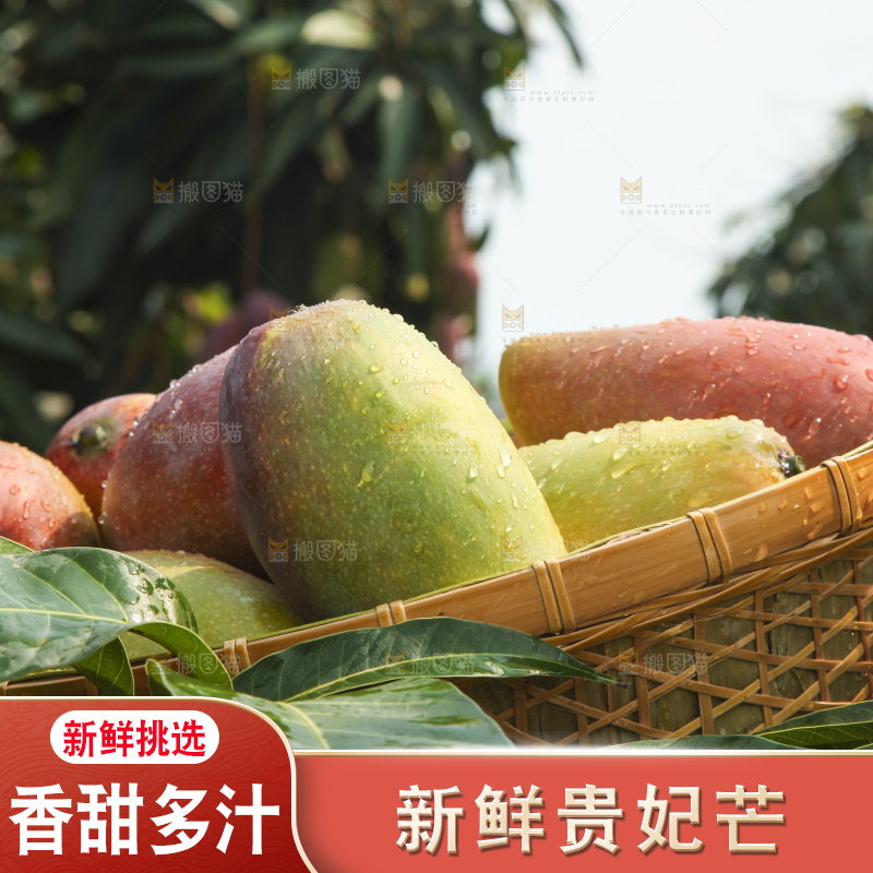 树上的新鲜芒果