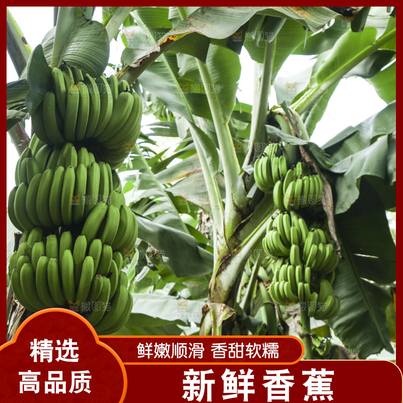 树上的新鲜香蕉
