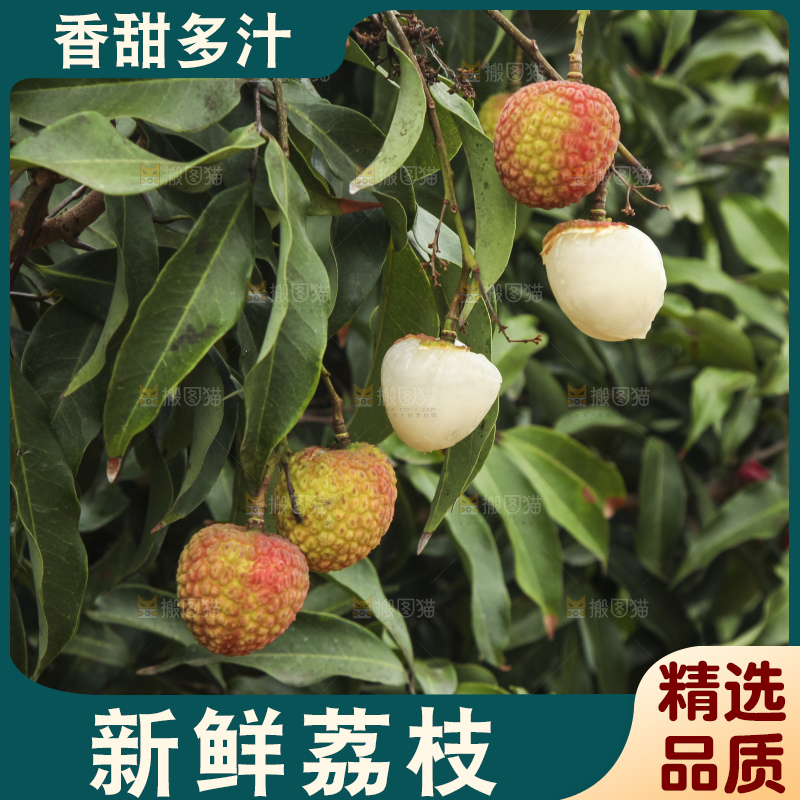 树上的荔枝