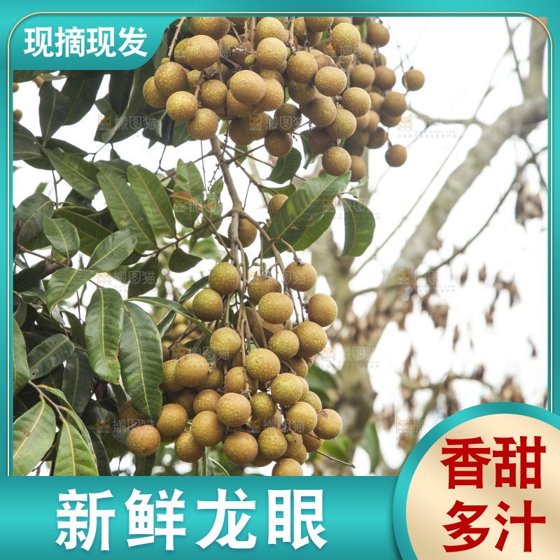树上的新鲜龙眼
