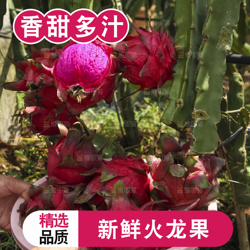 火龙果产地