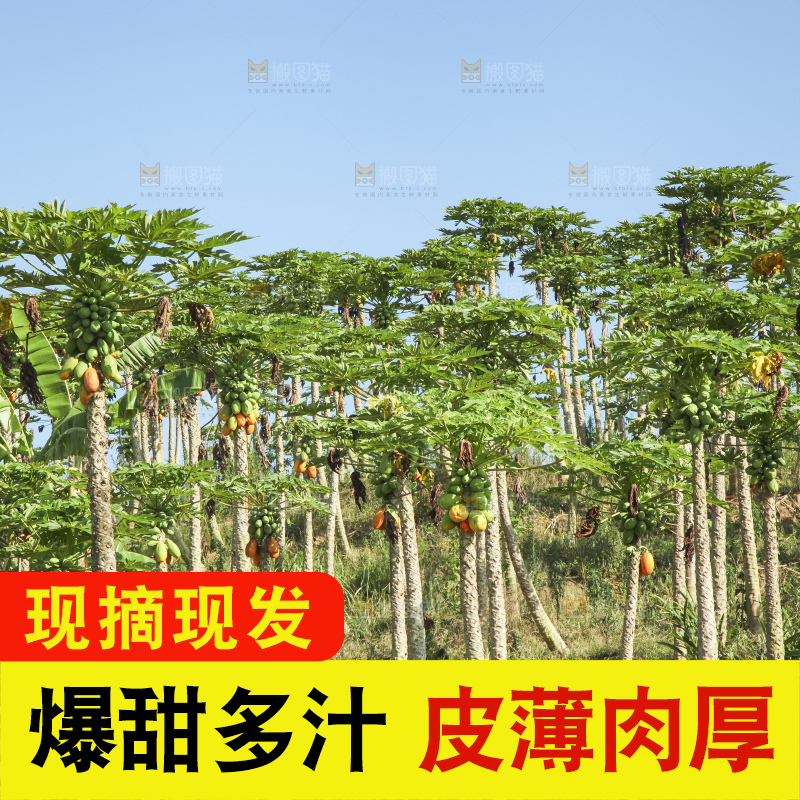 树上的木瓜