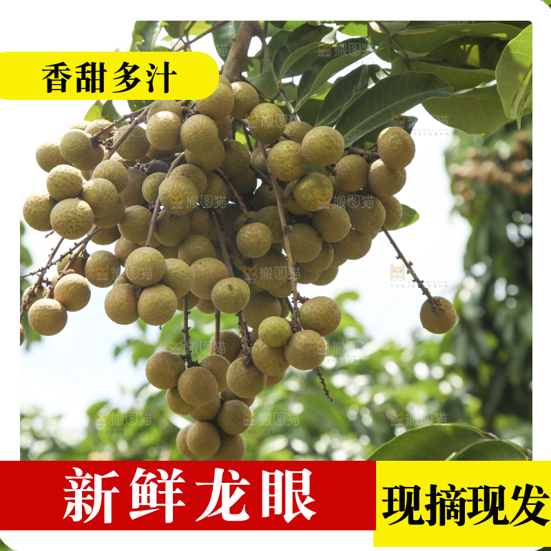 树上的新鲜龙眼