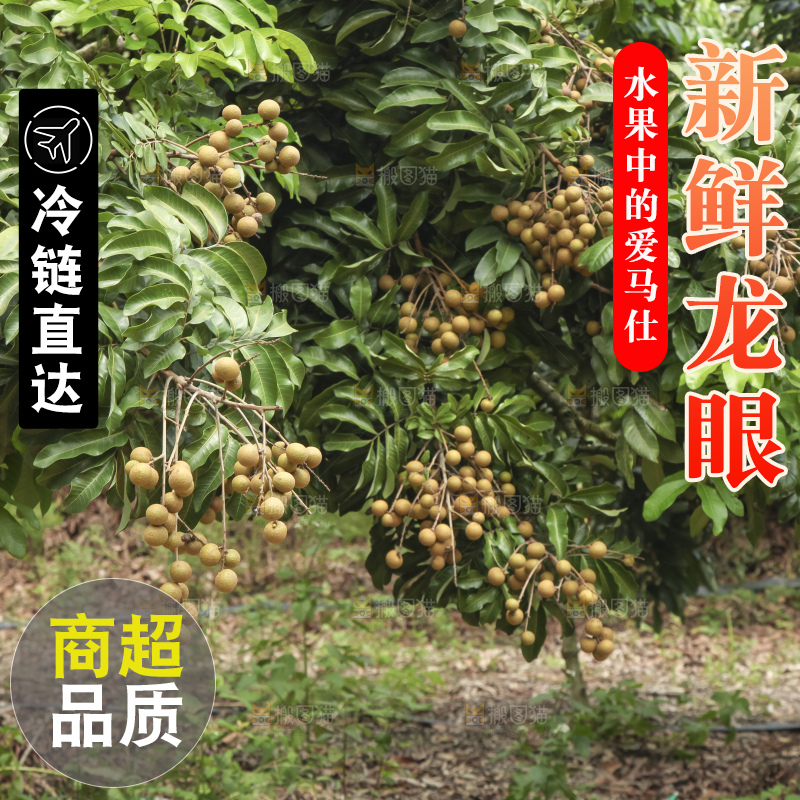 树上的新鲜龙眼
