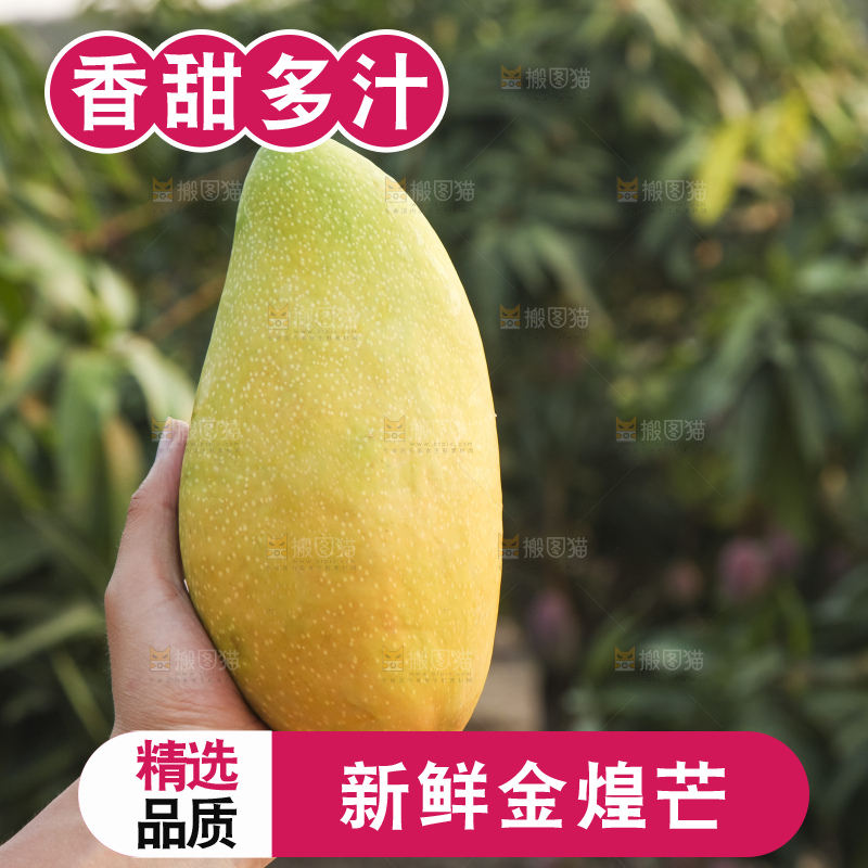 手里拿着金煌芒