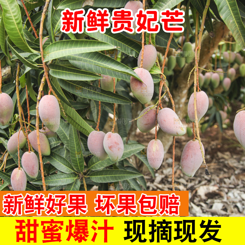 树上的新鲜芒果