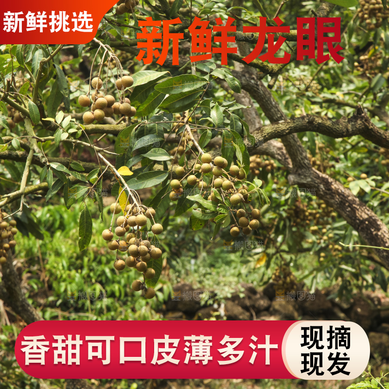 树上的新鲜龙眼