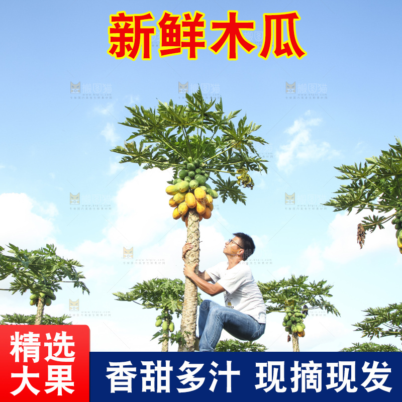树上的木瓜