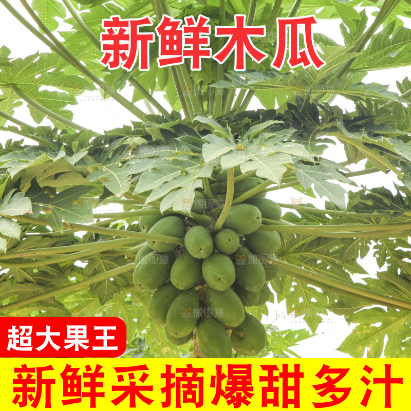 树上的木瓜