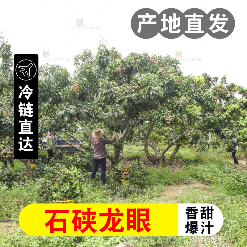 树上的新鲜龙眼