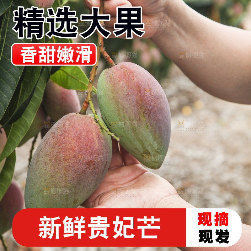 树上的新鲜芒果