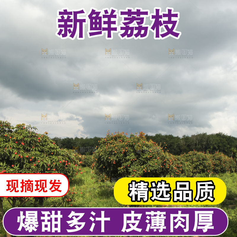 树上的荔枝