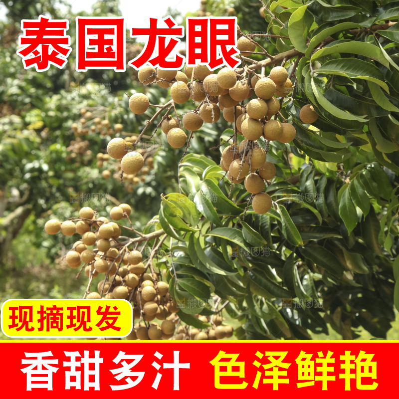 树上的新鲜龙眼