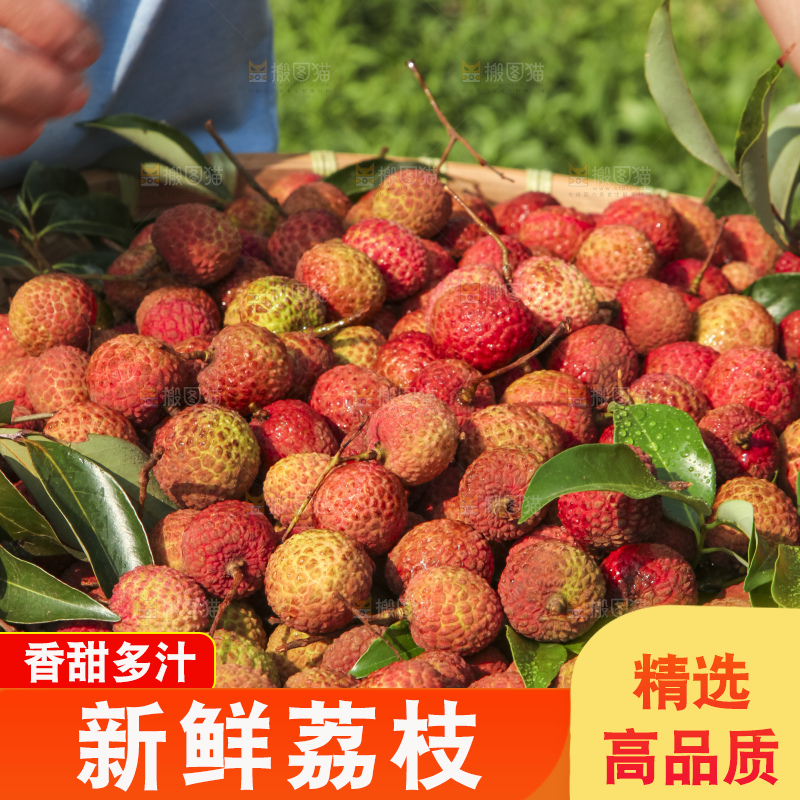 树上的荔枝