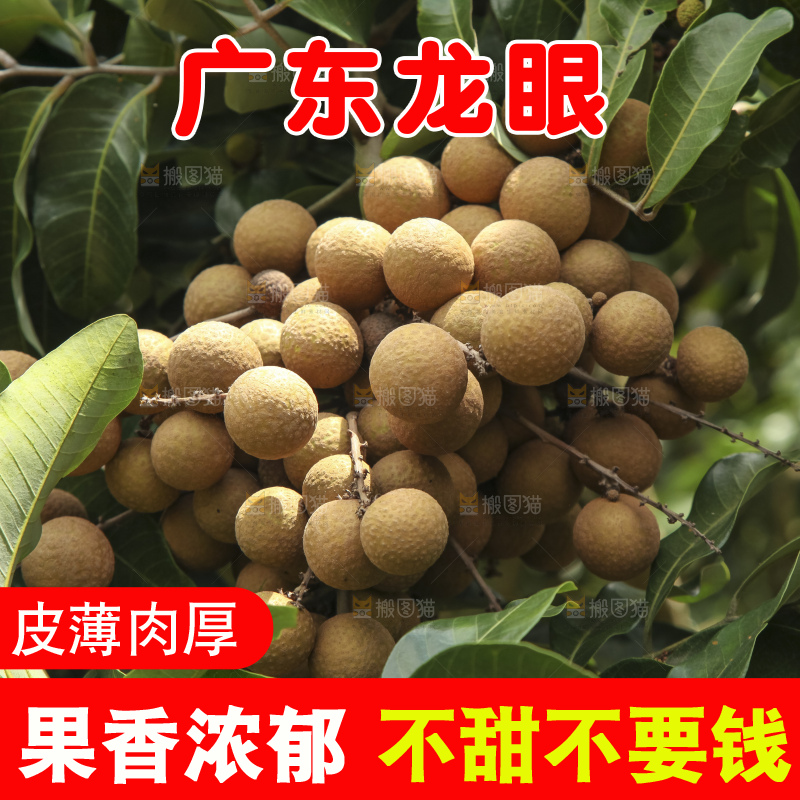 树上的新鲜龙眼