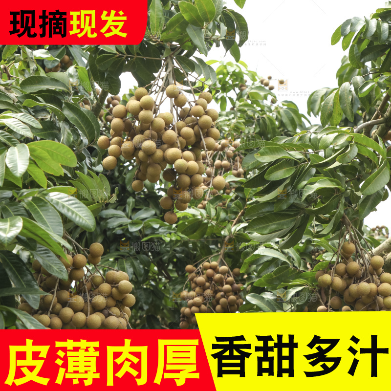树上的新鲜龙眼