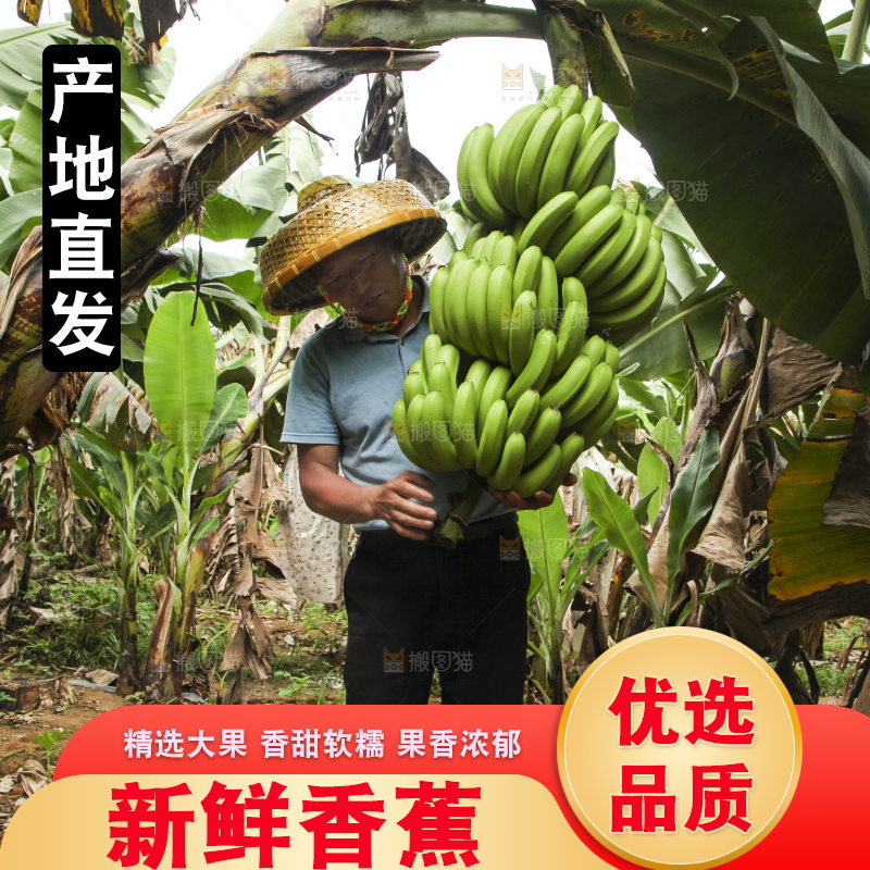 树上的新鲜香蕉