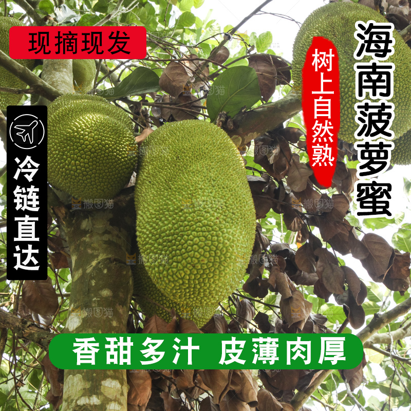 树上的新鲜菠萝蜜