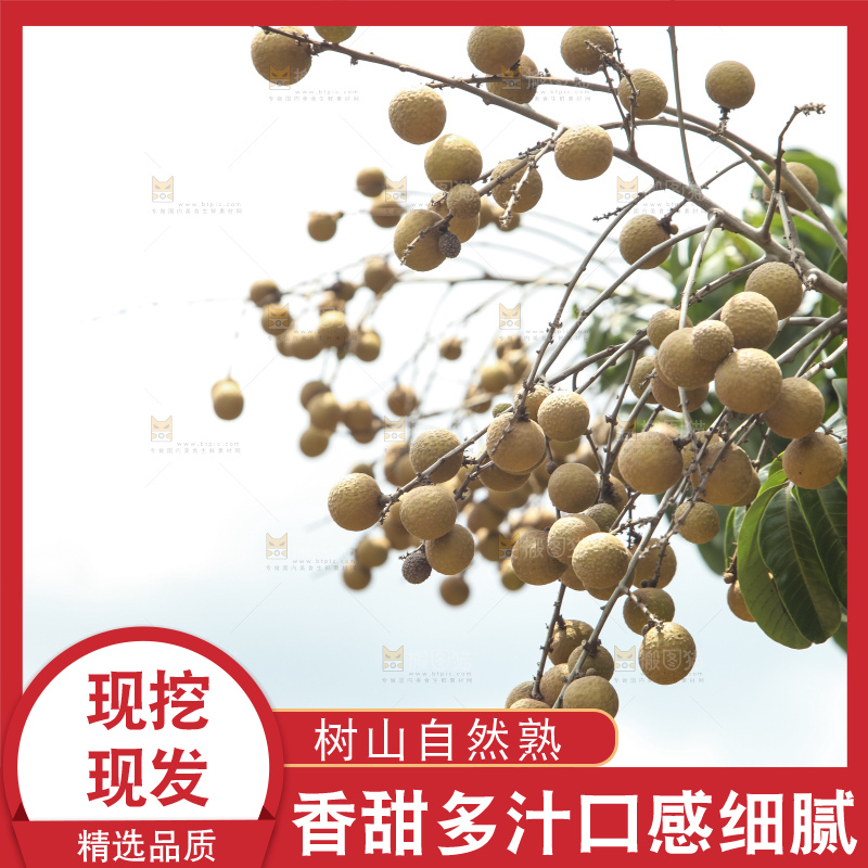 树上的新鲜龙眼
