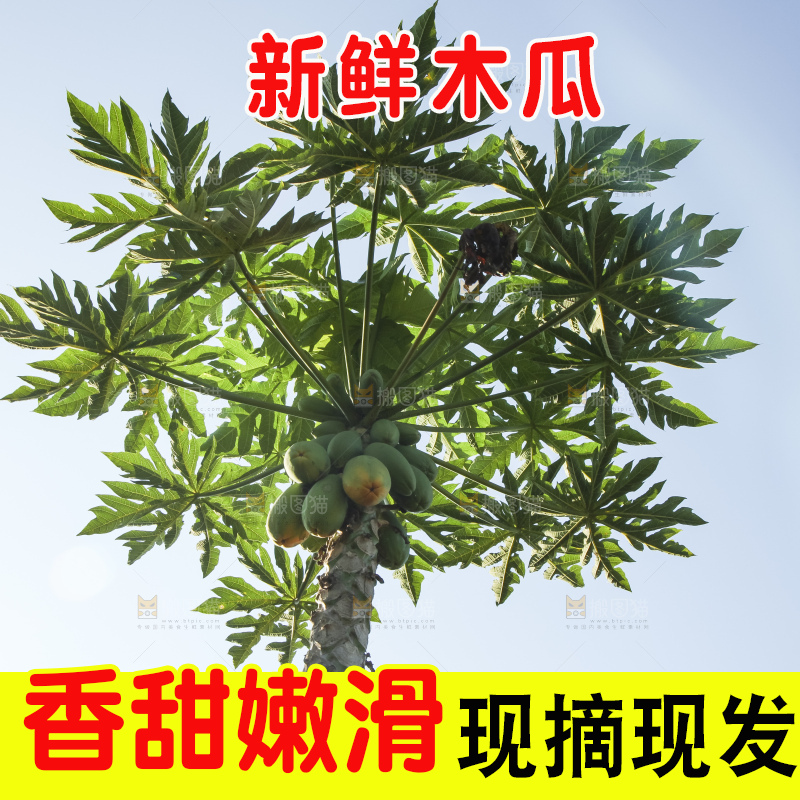 树上的木瓜