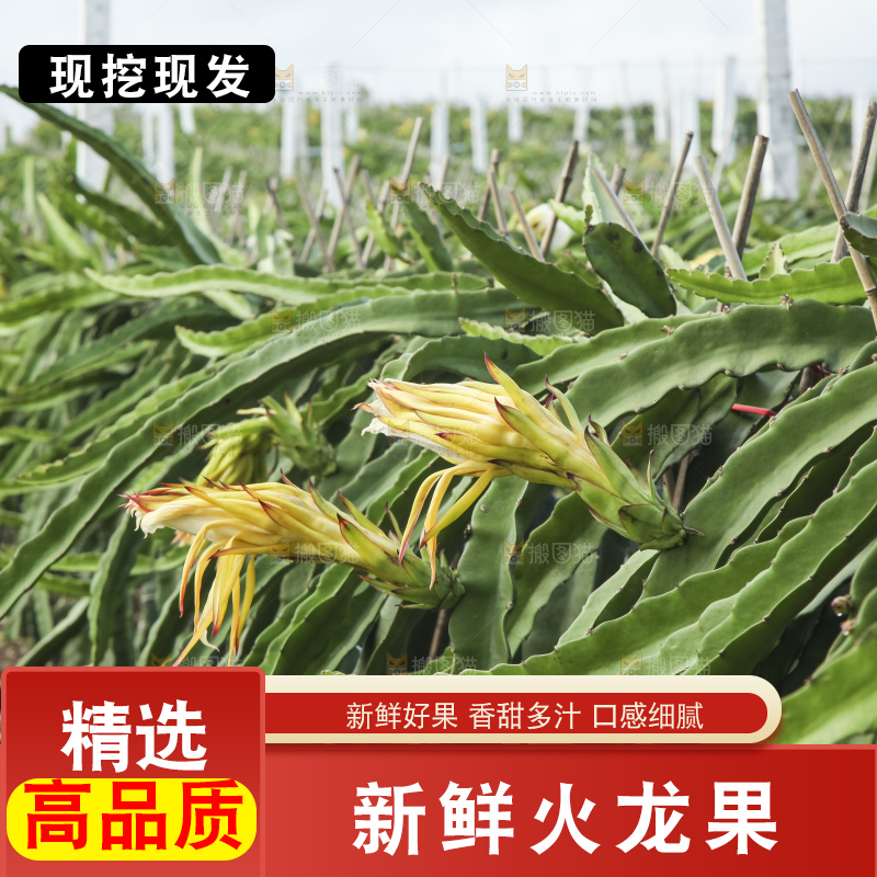 火龙果产地