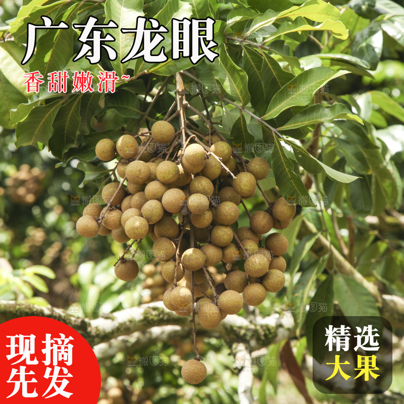 树上的新鲜龙眼
