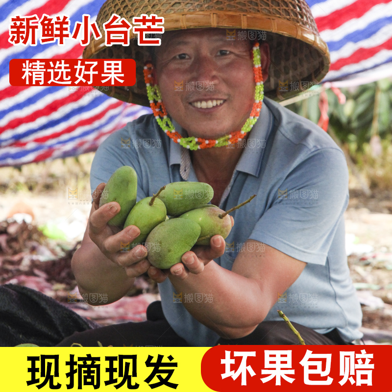 树上的小台芒